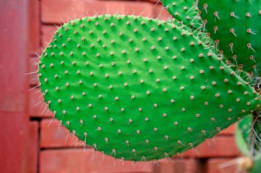 Botanik gardında kaktüs bitkileri