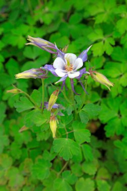 Ranunculaceae izopyreae in a par