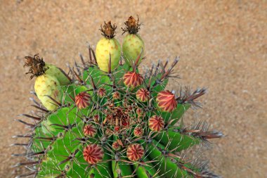 Kaktüs, Ferocactus yarımadasını bir bahçede yetiştirir.