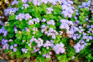 Botanik bahçesindeki Agastache Rugosus.