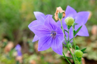 Platycodon Grandiflorum parkta