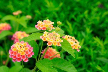 Verbena Hybrida Voss 'un yakın plan fotoğrafı.