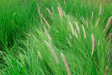 Parktaki Çin pennisetum 'u