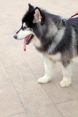 Alaska Malamute, fotoğrafa yaklaş.