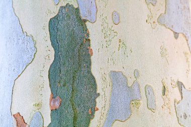 uçak ağaçları fotoğrafın yakınını soyar