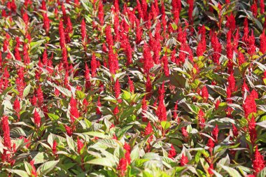 Fotoğrafın Celosia çiçeği yakın plan