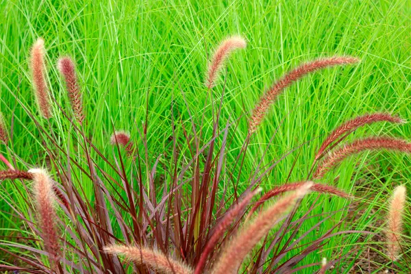 Pennisetum Oriental Naturaleza — Foto de Stock
