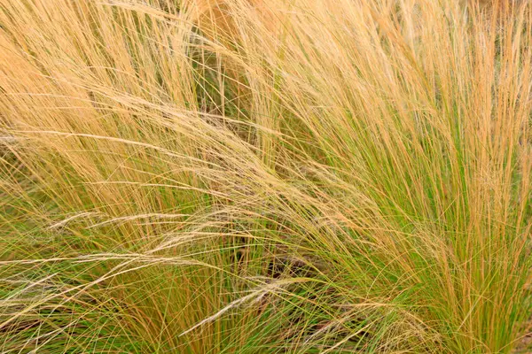 stock image Stipa is in the park