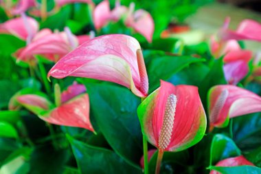 Bahçede Anthrium andraeanum çiçekleri