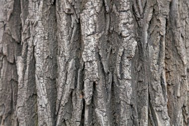 Kanada Yang havlaması, fotoğrafa yakın çekim.
