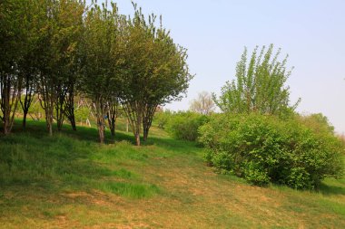 Tepenin tepesindeki ağaçlar, fotoğrafın yakın çekimi.