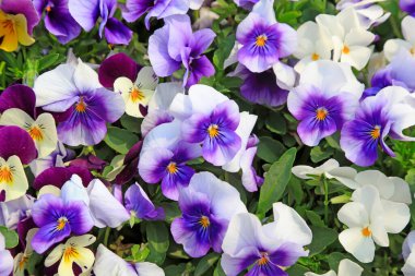 Viola cornuta çiçekleri bahçe köşesi