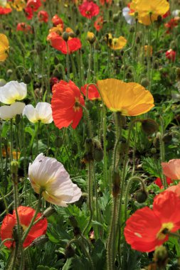 Bahçedeki haşhaş çiçekleri