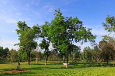 Tangshan Botanik Bahçesi 