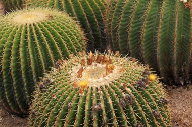 Kaktüs bitkileri Echinocactu fotoğrafa yakın çekim