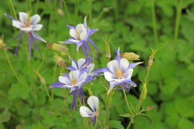 Ranunculaceae izopyreae Bir parkta