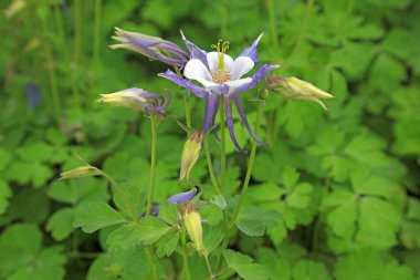 Ranunculaceae izopyreae Bir parkta