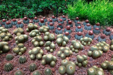 Kaktüs bitkileri Echinocactu fotoğrafa yakın çekim