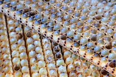 Yuvadaki arı larvaları fotoğrafa çok yakın.