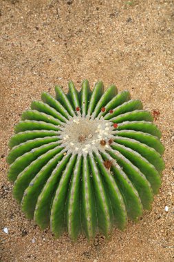 Botanik bahçesindeki kaktüs bitkileri