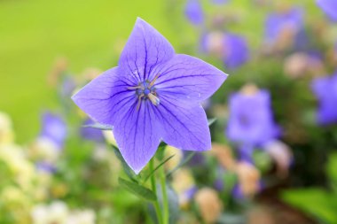 Platycodon Grandiflorum parkta