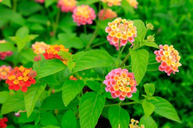 Verbena Hybrida Voss 'un yakın plan fotoğrafı.