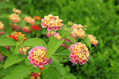 Verbena Hybrida Voss 'un yakın plan fotoğrafı.