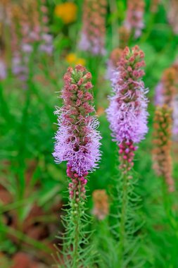 Botanik gardında Delphinium elatum