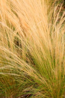 Stipa parkta, fotoğrafın yakın çekimini yapıyor.