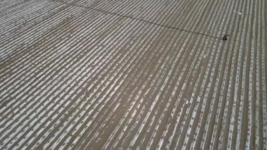 Çiftçiler taro yetiştirirken tarım makineleri kullanıyorlar, LUANNAN COUNTY, Hebei Eyaleti, Çin