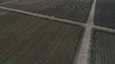 Çiftçiler tarlalarda zencefil yetiştiriyor, hava fotoğrafları, LUANNAN COUNTY, Hebei Eyaleti, Çin