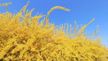Rüzgarda savrulan fındık çiçekleri, Kuzey Çin