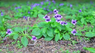 Esintide sallanan Çin menekşeleri