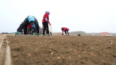 LUANNAN COUNTY, Çin - 12 Nisan 2021: çiftçiler çiftliklerine pirinç filizleme tepsileri yerleştirdiler.