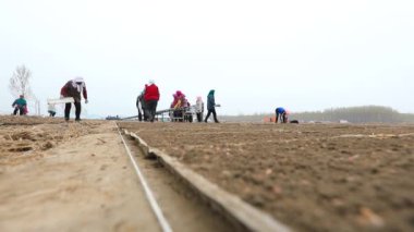 LUANNAN COUNTY, Çin - 12 Nisan 2021: çiftçiler çiftliklerine pirinç filizleme tepsileri yerleştirdiler.