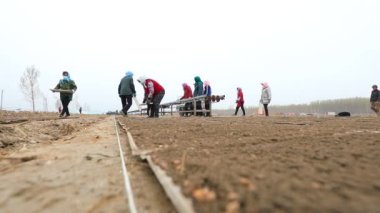 LUANNAN COUNTY, Çin - 12 Nisan 2021: çiftçiler çiftliklerine pirinç filizleme tepsileri yerleştirdiler.