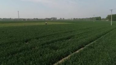 Kuzey Çin 'deki buğday tarlasında çiftçiler çalışıyor.