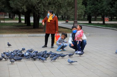 Pekin - 9 Nisan 2021: Ziyaretçiler parkta güvercinleri izliyor.