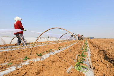 LUANNAN COUNTY, Hebei Eyaleti, Çin - 6 Nisan 2021: çiftçiler tarlalara tatlı patates tohumları ekiyor.