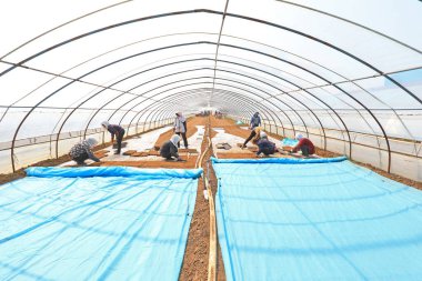 LUANNAN COUNTY, Hebei Eyaleti, Çin - 7 Nisan 2021: Çiftçiler seraya pirinç ekiyor