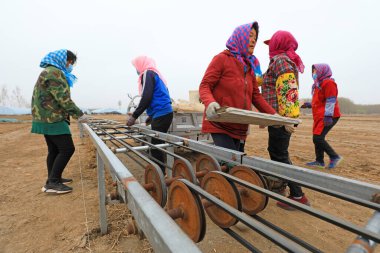 LUANNAN COUNTY, Çin - 12 Nisan 2021: çiftçiler fide tepsilerine pirinç ekmek için makineler kullanıyorlar.