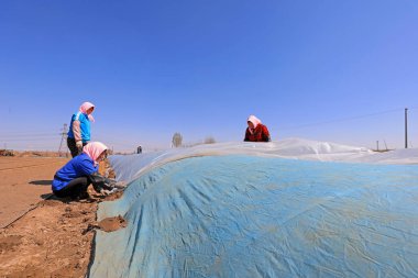 LUANNAN COUNTY, Çin - 13 Nisan 2021: çiftçiler çiftliklerde pirinç tohumu seraları inşa ediyorlar.