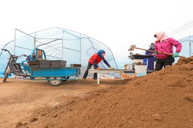 LUANNAN COUNTY, Çin - 20 Nisan 2021: Çiftçiler seraya pirinç eker ve fide yetiştirirler