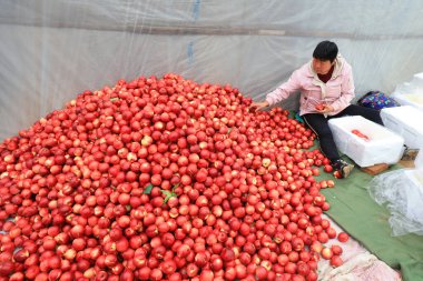 LUANNAN COUNTY, Çin - 20 Nisan 2021: Çiftçiler Kuzey Çin 'deki bir meyve bahçesinde nektarları derecelendiriyorlar