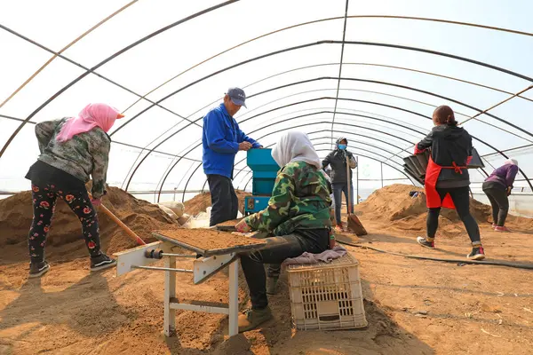 LUANNAN COUNTY, Hebei Eyaleti, Çin - 7 Nisan 2021: Çiftçiler seraya pirinç ekiyor