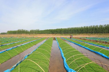 LUANNAN COUNTY, Çin - 11 Mayıs 2021: çiftçiler Kuzey Chin 'deki bir çiftlikte pirinç fidelerinde çalışıyorlar