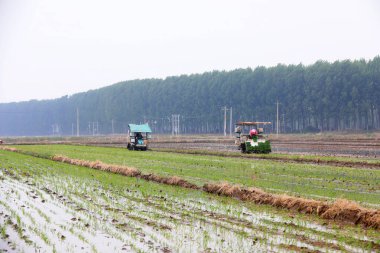 LUANNAN COUNTY, Çin - 14 Mayıs 2021: Çiftçiler pirinç naklini çiftliklerde pirinç yetiştirmek için kullanıyorlar, Kuzey Çin