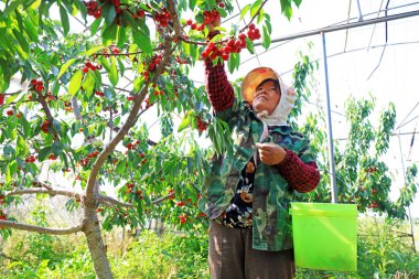LUANNAN COUNTY, Çin - 3 Haziran 2021: çiftçiler büyük kirazları meyve bahçelerinde, Kuzey Çin