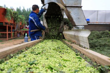 LUANNAN COUNTY, Çin - 7 Haziran 2021: çiftçiler Kuzey Çin 'deki bir çiftlikte bezelye yetiştirmek için tarım makineleri kullanıyorlar.