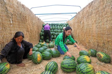 LUANNAN COUNTY, Çin - 29 Haziran 2021: Çiftçiler karpuz taşıyorlar tarlalarda, Çin
